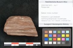 Foto (Objekt + Etikett) von Plantae indet.  (NHMW-GEO-2024-0188-10475)